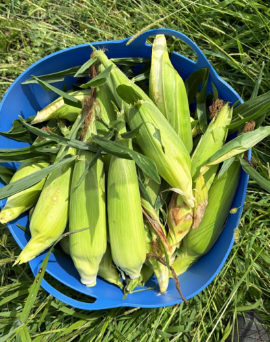 Super Fresh Sprayfree Sweetcorn - 6 Cobs